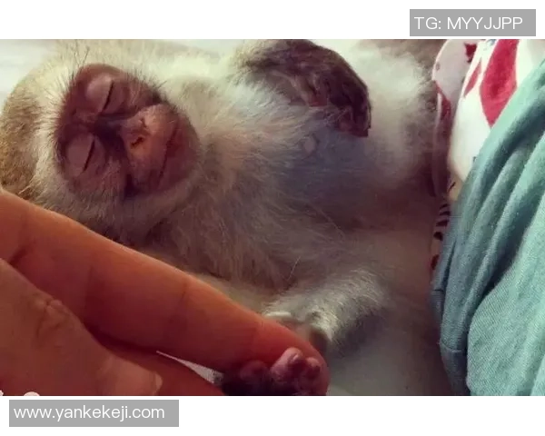 足球明星与动物形象的趣味对比展现精彩瞬间与个性特征